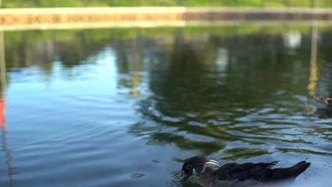 Summer 17 스톡 동영상 86525332