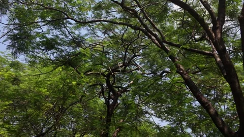 Summer 4K Looking Up Green Tree Canopy With Sunlight Stock Footage 317098197