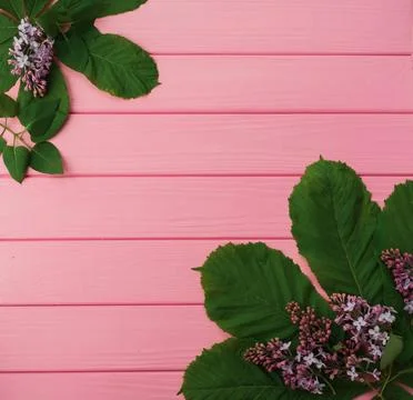 Summer abstract background mockup template in corners flowers borders frame.. Stock Photos
