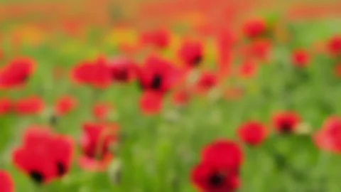 Summer abstract blurred background of landscape poppy field with defocused Stock Footage 171167390