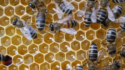Summer activities of bees inside the hive. Stock Footage 341036285