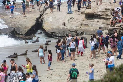 Summer Activity and interaction with the Seals at La Jolla, California Stock Photos