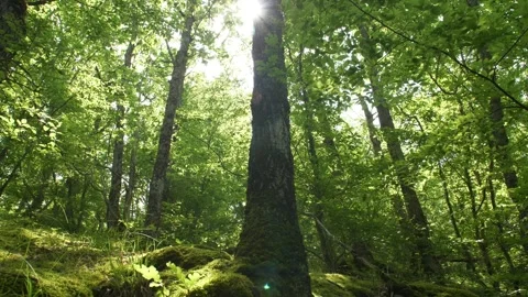 Summer activity. Hiking in the mountains and forests. Forest in the light of the Stock Footage 243662988