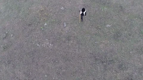 Summer Aerial Shepherd Stock Footage 42912168