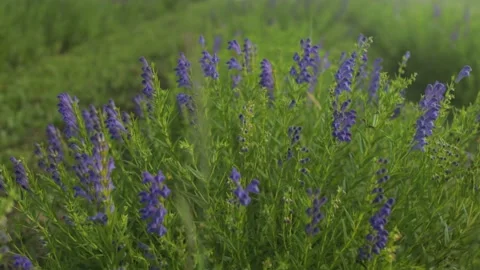 Summer alpine green flora background. Alpine meadow with colorful wildflowers 스톡 동영상 189757056