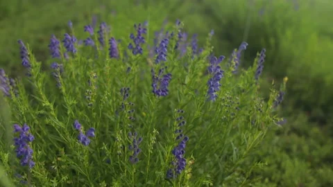 Summer alpine green flora background. Alpine meadow with colorful wildflowers Stock Footage 189757290