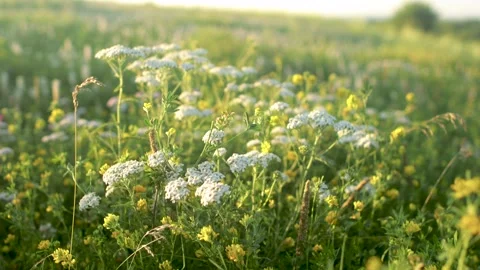 Summer alpine green flora background. Alpine meadow with colorful wildflowers Stock Footage 189757552