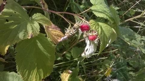 Summer in the Alps Stock Photos