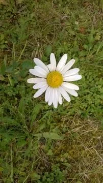 Summer in the Alps Stock Photos