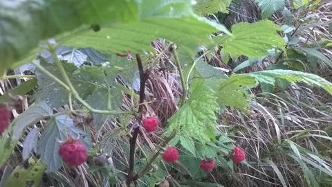 Summer in the Alps Stock Photos