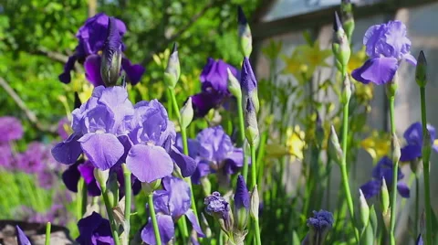 Summer and flowers Stock Footage 49429504