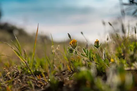 Summer and spring plants seen from below with blurred background. Stock Photos