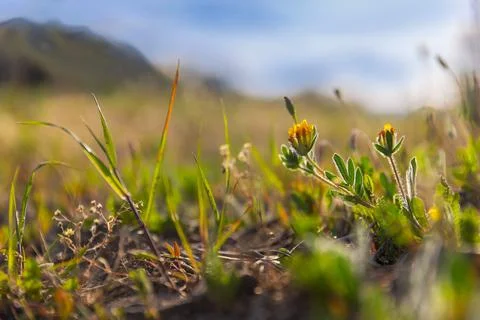 Summer and spring plants seen from below with blurred background. Stock Photos