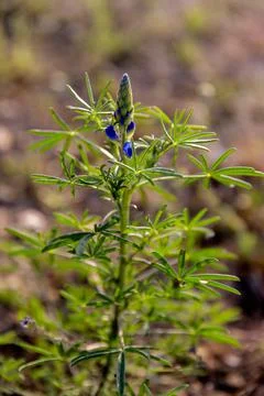 Summer and spring plants seen from below with blurred background. Stock Photos