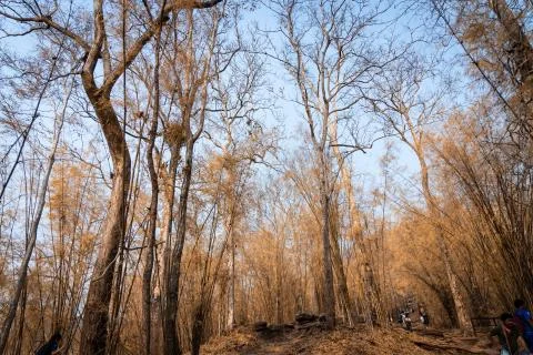 Summer arid forest. Foto stock