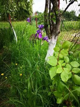 Summer around Stock Photos