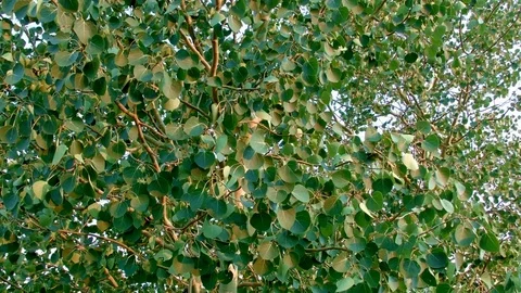 Summer aspen tree leaves in wind rustling dawn Aspens Steens Mountain Near Stock Footage 81892388