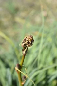 Summer Asphodel Stock Photos