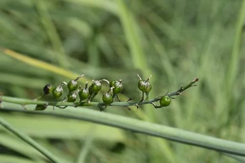 Summer Asphodel Stock Photos