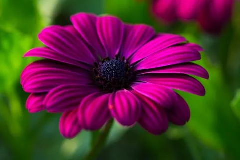 Summer aster flower Stock Photos