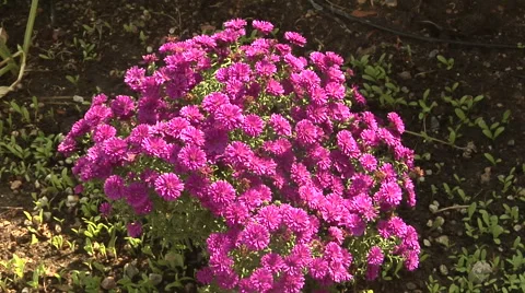 Summer Asters Stock Footage 54734224