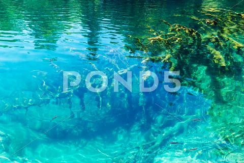 Summer azure limpid transparent lake (plitvice, croatia) Stock Photos