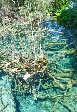 Summer azure limpid transparent lake (plitvice, croatia) Stock Photos