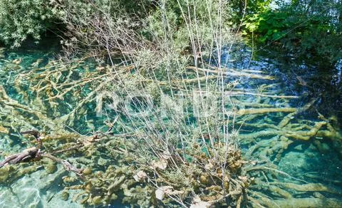 Summer azure limpid transparent lake (plitvice, croatia) Stock Photos