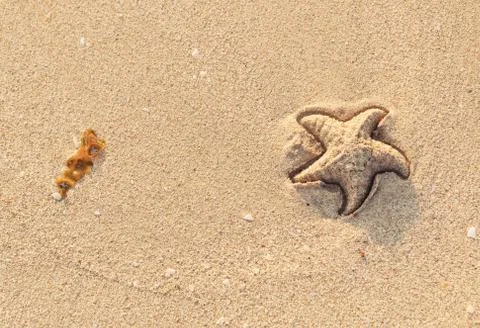 Summer background - algae and imprint of starfish on beach sand. Sea star drawn Stock Photos