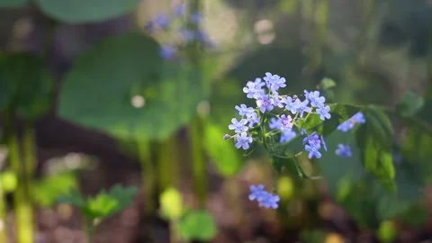 Summer background with blue forget-me-nots Stock Footage 276317522