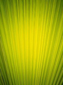 Summer background. Bright green solid palm leaf background. Foto stock