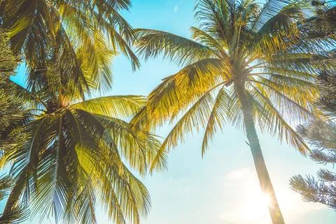 Summer background with coconut trees and sunset warm tone. Vung Tau city ae.. Stock Photos