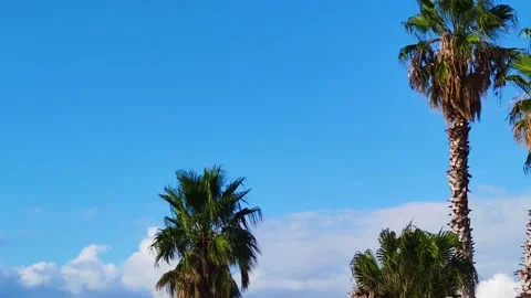 Summer Background of Coconut trees by the Sea on a Beautiful Sandy Beach.  Stock Footage 220359492