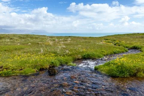 Summer background with cold stream among flowering grasses of Icelandic meadows Stock Photos