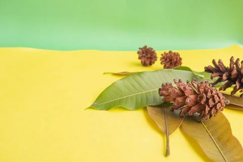 Summer Background Concept. Mango Leaves And Fir Tree Fruit Flowers On Yellow  Stock Photos