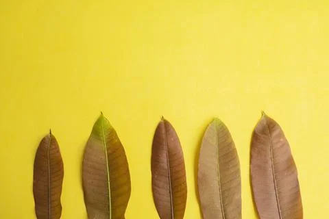 Summer Background Concept. Mango Leaves Isolated On Yellow Paper Background.. Stock Photos