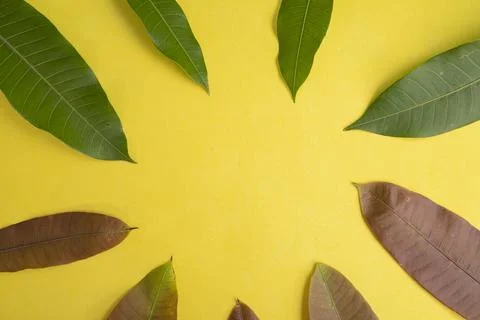 Summer Background Concept. Mango Leaves Isolated On Yellow Paper Background.. Stock Photos