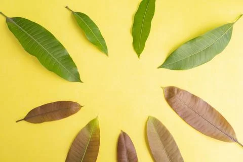 Summer Background Concept. Mango Leaves Isolated On Yellow Paper Background.. Stock Photos