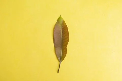 Summer Background Concept. Mango Leaves Isolated On Yellow Paper Background.. Stock Photos