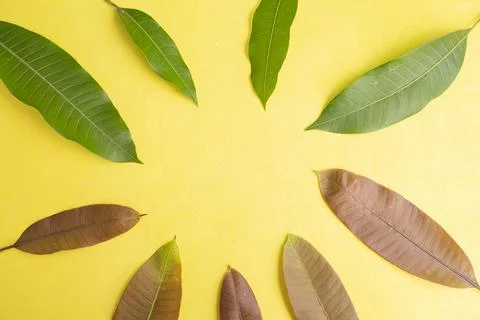 Summer Background Concept. Mango Leaves Isolated On Yellow Paper Background.. Stock Photos