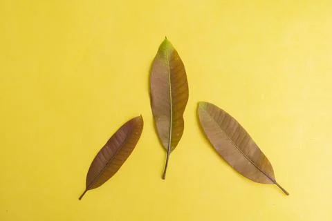 Summer Background Concept. Mango Leaves Isolated On Yellow Paper Background.. Stock Photos