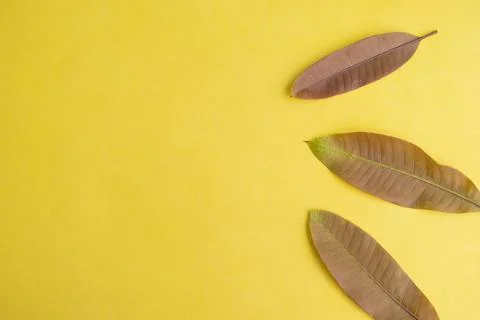 Summer Background Concept. Mango Leaves Isolated On Yellow Paper Background.. Stock Photos