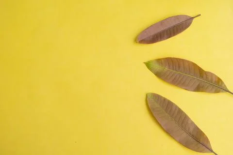 Summer Background Concept. Mango Leaves Isolated On Yellow Paper Background.. Stock Photos
