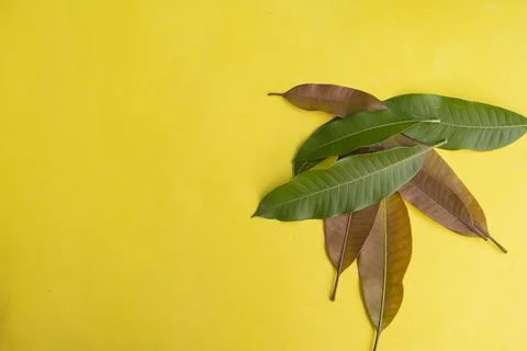 Summer Background Concept. Mango Leaves Isolated On Yellow Paper Background.. Stock Photos