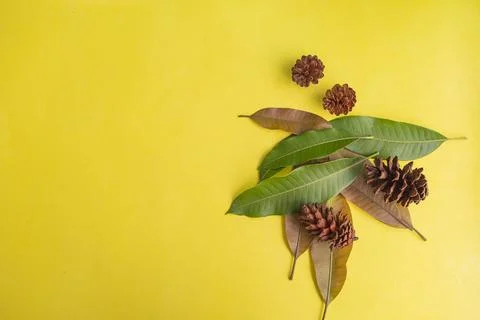 Summer Background Concept. Mango Leaves And Fir Tree Fruit Flowers Isolated O Stock Photos