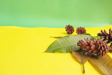 Summer Background Concept. Mango Leaves And Fir Tree Fruit Flowers On Yellow  Stock Photos