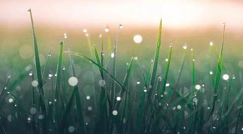 Summer background, dew drops on green grass. Stock Photos
