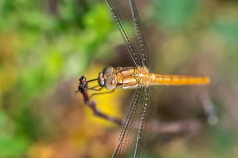 Summer background - dragonfly sitting on a tree branch Stock Photos