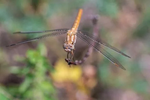 Summer background - dragonfly sitting on a tree branch Foto stock