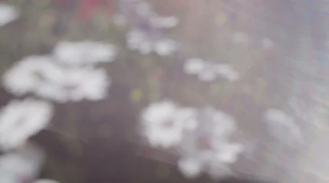 Summer background. Dynamic lens Stock Footage 51010020